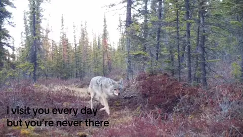 i keep showing up to your absence #forgotten #yearning #longing #godsquietchild 