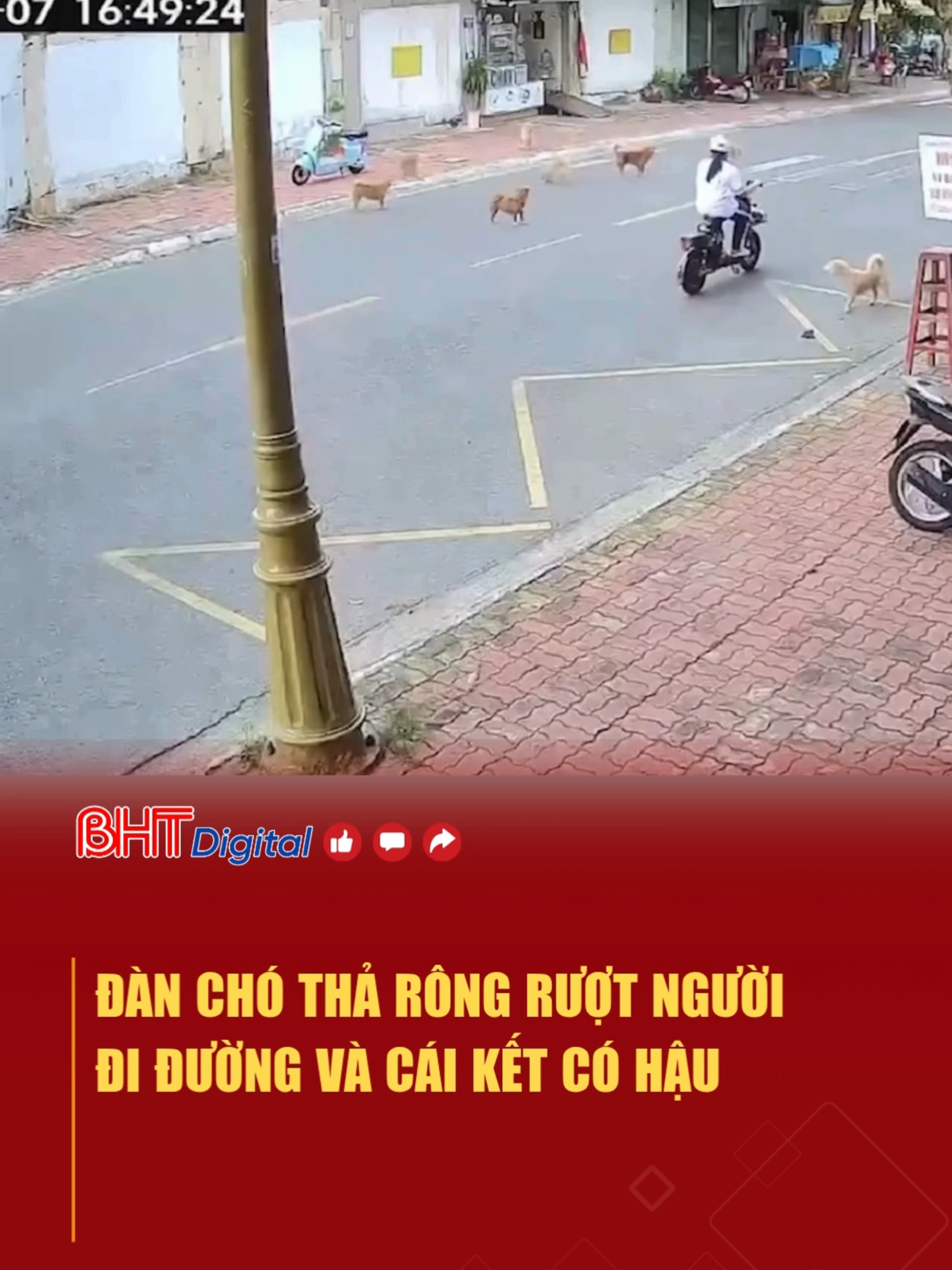 Đàn chó thả rông rượt người đi đường và cái kết có hậu #tintuc #tinmoi #tinnong #trending #theanh28 #tiktokviral #chotharong #choduoinguoididuong #choruotnguoididuong