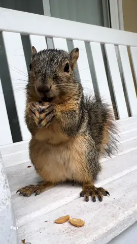 Squirrel after the storm  #fyp #funny #cute #Love #animals 