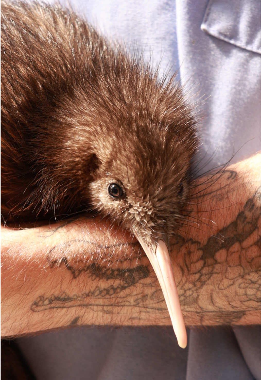 Kiwicore 🧡 Every visit makes a difference. When you come to the National Kiwi Hatchery, you’re not just learning about kiwi conservation    you’re actively supporting it. 100% of profits go directly back into protecting our national icon.