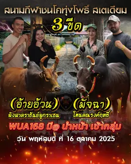 #วัวชน #ลังสาดราชันย์ลูกราเชน #โหนดณรงค์ฤทธิ์ #มัจฉา #วัวชนเงินล้าน 