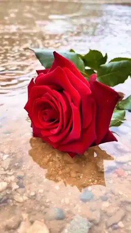 #صباح الخير صباح لطيف يشابه حسن وجهك يسعد لي صباحك وايامك بحببببببببببك♥️♥️♥️ #حكم_القدر_💔 