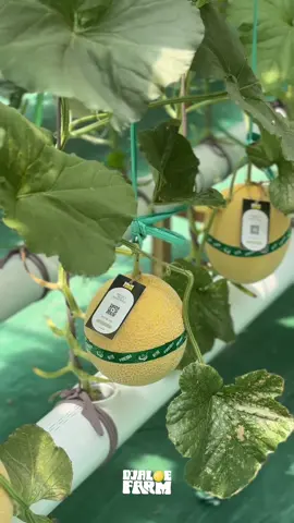 tak kasih inpo kita buka mulai tgl 18 oktober ya teman”🥰 #petanimuda #greenhouse #melon #masukberanda #xybca 