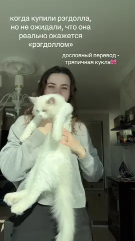 а какие у вас хвостики?) #ragdoll 