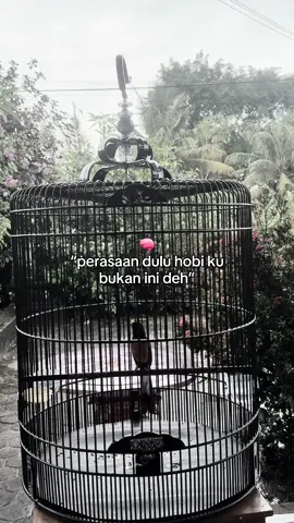 #muraibatuindonesia #muraibatu #kicaumania #kicaumaniaindonesia 