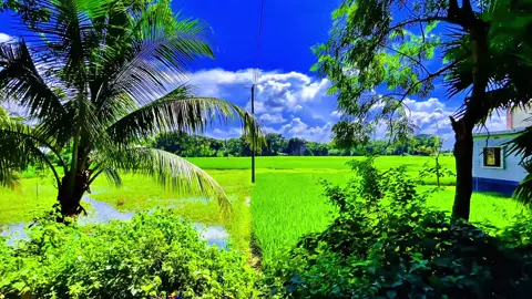 আপনিও কি প্রকৃতি ভালোবাসেন..? 🫵🤷‍♂️🌿 #প্রকৃতি #sky #fyp #viral_video_tiktok #foryoupageofficiall @kamrul_f5 @Nature Lover 🌿 