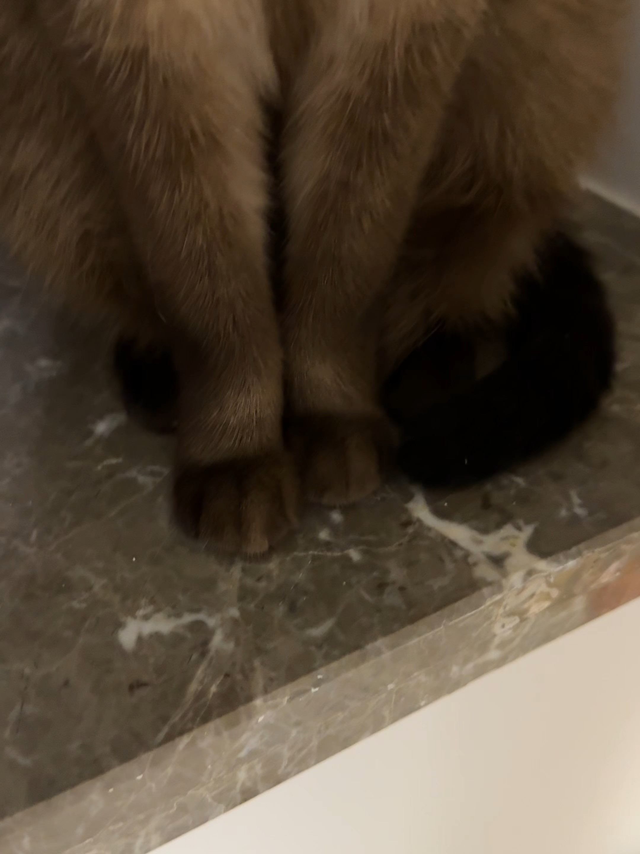 #catoftiktok #siamesecat #cute