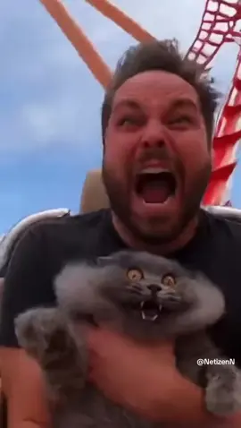 #kucinglucu #kucingtiktok #kucinggemoy #fypkucing #kucingoren 