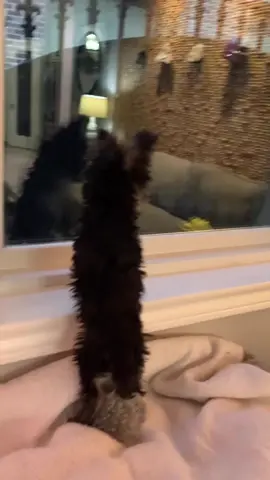FaceTime Us🎉 Teacup family  healthy and  dewormed  No to scammers on TikTok  Family fucus on producing healthy puppies since 2002 please share and recommend us thanks  #yorkie  #teacupyorkie #yorkies   #tinyyorkie #teacupyorkiesforsale 