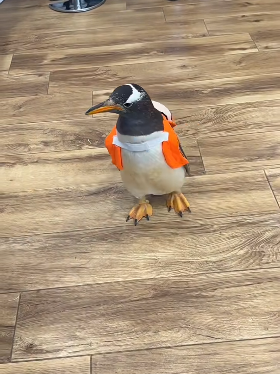 Lẹ lên để fan đợi😂#petcute #khoanhkhacdangyeu #chimcanhcut 