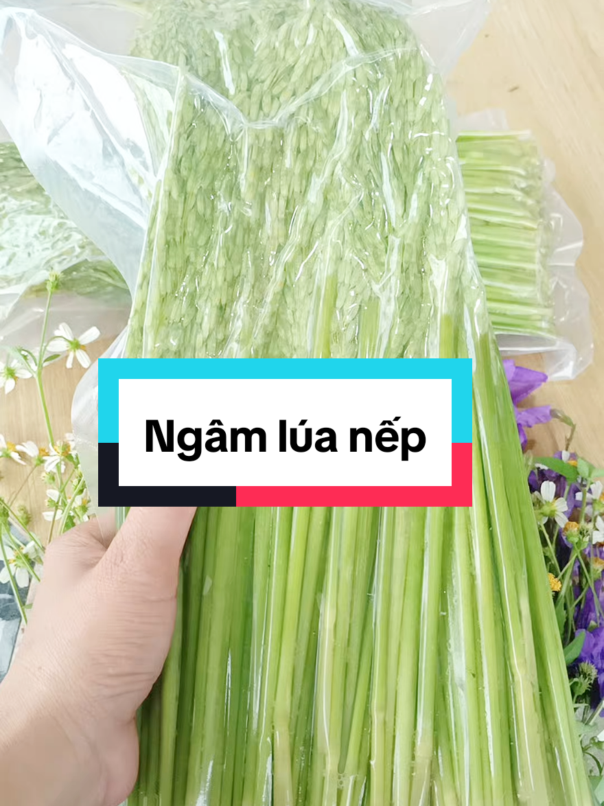 Đòng đòng lúa nếp thơm thoang thoảng của mùi lúa nếp non ngon dễ chịu #dongdong #bothan #suckhoe #xuhuong #fyp 