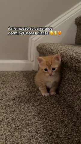 Manguito cuando estaba bebé 💛🐣a crecido muchísimo 🥹🖇️#babycats #catsoftiktok #humor #paratiiiiiiiiiiiiiiiiiiiiiiiiiiiiiii #catmomlife 
