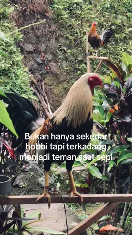 💚 #bali #ayamfilipin🇵🇭 