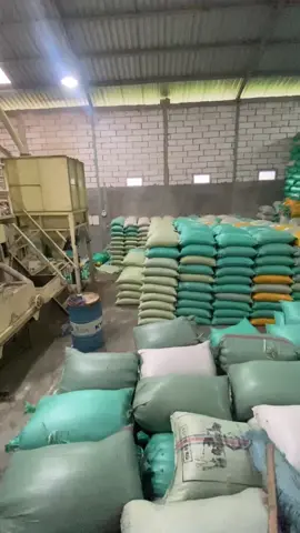 sitik akeh intine bersukur #putrakembar #putrakembar #gabahbalap🌾 