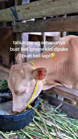 andaca ki nure😂 #peternakmuda #kulisapi #fyp #ngarit #4you 