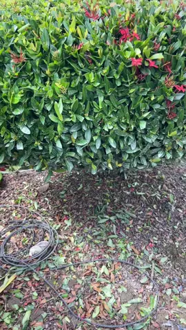 Bình trà,hồ lô , làm bằng cây bông trang lá nhỏ bao không sườn sắt ,hợp nhãn ib e nha cả nhà 