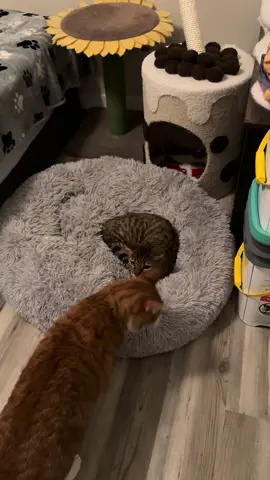 Between Boba’s little quack and Colby Jack’s singing I’m not sure either of these two knows what a cat is supposed to sound like 😸 #orangecatsoftiktok #bengalcat #fostercats #rescuecats #fosteringsaveslives 