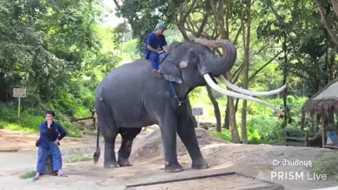พี่ธุน่ารักและบ้ายอนิดหน่อย🐘🤣 . . . . . #พลายศักดิ์สุรินทร์  #ช้าง #คนรักช้าง🐘🍃  #ศูนย์อนุรักษ์ช้างลําปาง     