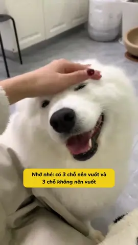 ĐỪNG DẠI VUỐT 3 CHỖ NÀY! Và 3 Vị Trí CHÓ CƯNG Thích Nhất Bạn Phải Biết… #m#motcuclongp#petdog