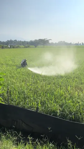 Kulit so sudah brubah #petanibali77 #sprayer2tak #cakra #fypシ゚viral🖤tiktok 