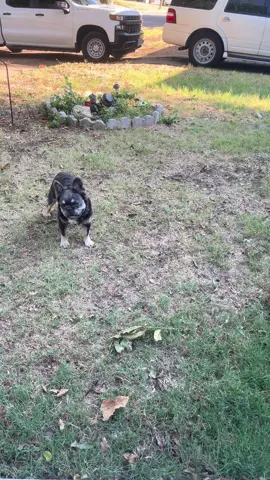 On today’s episode of “Get Inside” Gizmo….  #crazydog #frenchie #Gizmo #frenchieproblems #adayinmylife 