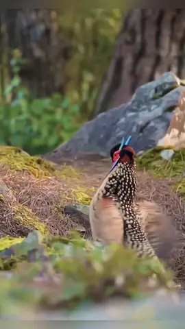 A wild male Yellow-bellied Tragopan , under first-class national protection, appeared on the top of Xiaoli Mountain . A girl not far away admired his peerless beauty and sent a signal of love . The male tragopan und