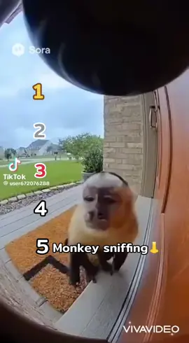 Ranking monkey vs tornado🙊🐒(AI sora)#ranking#monkey#tornado#aisora