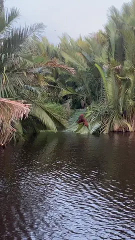 Orangutan jantan ini harus menyebrangi kanal agar bisa kesisi lain sungai demi mendapatkan makanan. Fyi: orangutan gak bisa berenang ya ges.  Video record by: @diginege #orangutan #tanjungputing #foryoupage #soundviral #foryou 