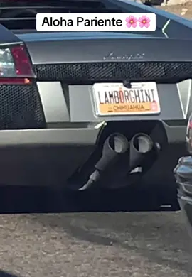 #exoticcars #hawaiian #chihuahua #lamborghini #nosabo 
