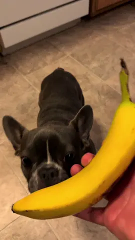 Anyone else’s dog love bananas? #dog #bostonterrier #frenchton #frenchie #frenchton 