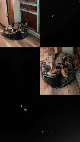 Boy Dog #frenchieboydog#mansbestfriend#frenchiesoftiktok#gratefulheart#creatorsearchinsights 