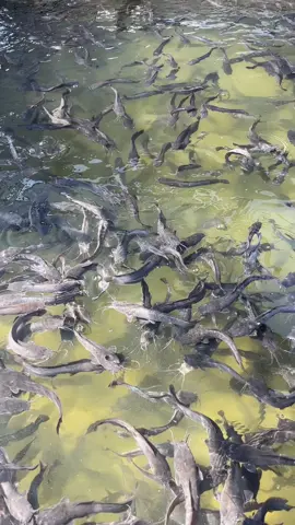 #suksesmuda#berkah#barokah#peternakmuda#lele