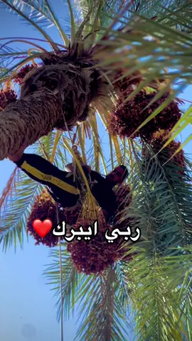 #قبلي_الجنوب_التونسي🤩😘💜 #دقلة #نخلة🌴 #fyppppppppppppppppppppppp #شعب_الصيني_ماله_حل😂😂 @🇹🇳♡>مبروك<♡ 