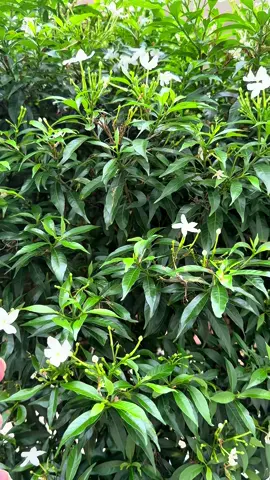 Dầu gội đầu da dầu chống rụng tóc PKE#Kenhmebo#xuhuong#review#daugoipke400mldadauchongrungtoc#viral 