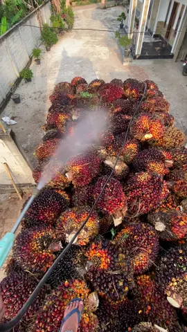 😋#sawittiktok🌴🌴🌴 #petaniindonesia🇮🇩🇮🇩🇮🇩🌿🌿 #tokehmuda #sawitontiktok #4u 