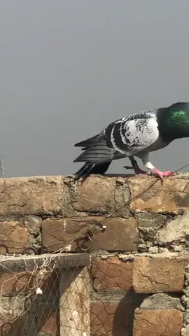 #trending #viraltiktok #unfrezzmyaccount 