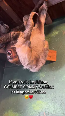 Tucked away in Ethel, Louisiana, there’s magic. 🪄🦦🦥🦜 There are otters that you can swim with, Sonny and Cher, and an array of animals that you just don’t see every day. GO VISIT THEM! #travel #louisiana #louisianacheck #batonrouge #ethellouisiana 