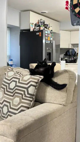 #fyppppppppppppppppppppppp #cat #cattiktok #blackcat #funnyvideos 