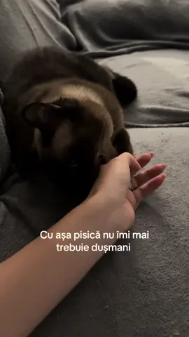 Pisicâine 😒 mi-am dorit o pisică pe care să o țin în brațe toată ziua și să o mângâi, nu una care să mă muște cum o ating 😤😂🤣 #cat #funnycat #catsoftiktok 