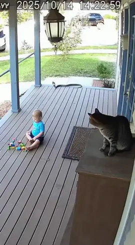 Cat Saves Boy from Cobra | Caught on Camera 🐱💥 #Caughtiverse #CatVsCobra #RealOrNot