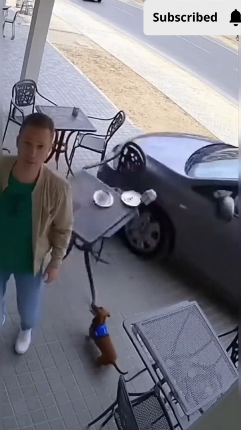 Dog’s Warning Saves His Owner from Disaster Security camera footage captures a terrifying near-miss at an outdoor café. A man sits enjoying his day when his small dachshund in a blue vest suddenly starts barking and pulling toward the road. Moments later, a silver car reverses out of control, crashing straight into the spot where the man had been sitting just seconds before. Thanks to his dog’s desperate warning, the man escapes unharmed — proof that sometimes, dogs really do sense danger before we do. #CaughtOnCamera #HeroDog #CCTVFootage #CloseCall #dogsavesowner 
