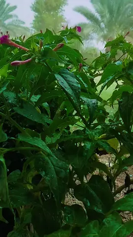 هواء بارد 🍃🍃وهدوء أنيق..مااجمل بدايات الشتاء.☔☕ صباحكم مسرات 