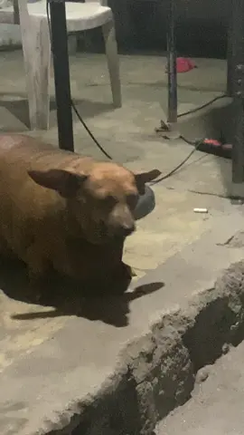 #dogtok #newdog #dushantfam 