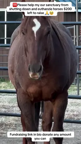 🆘Please help my our sanctuary from shutting down and euthanzie horses $200 left to raise 🙏🥹#goviral #helpme #usa🇺🇸 #ukraine #donaters 