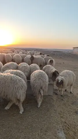 😎😍❤️🌅🐑🐏🧿🙏