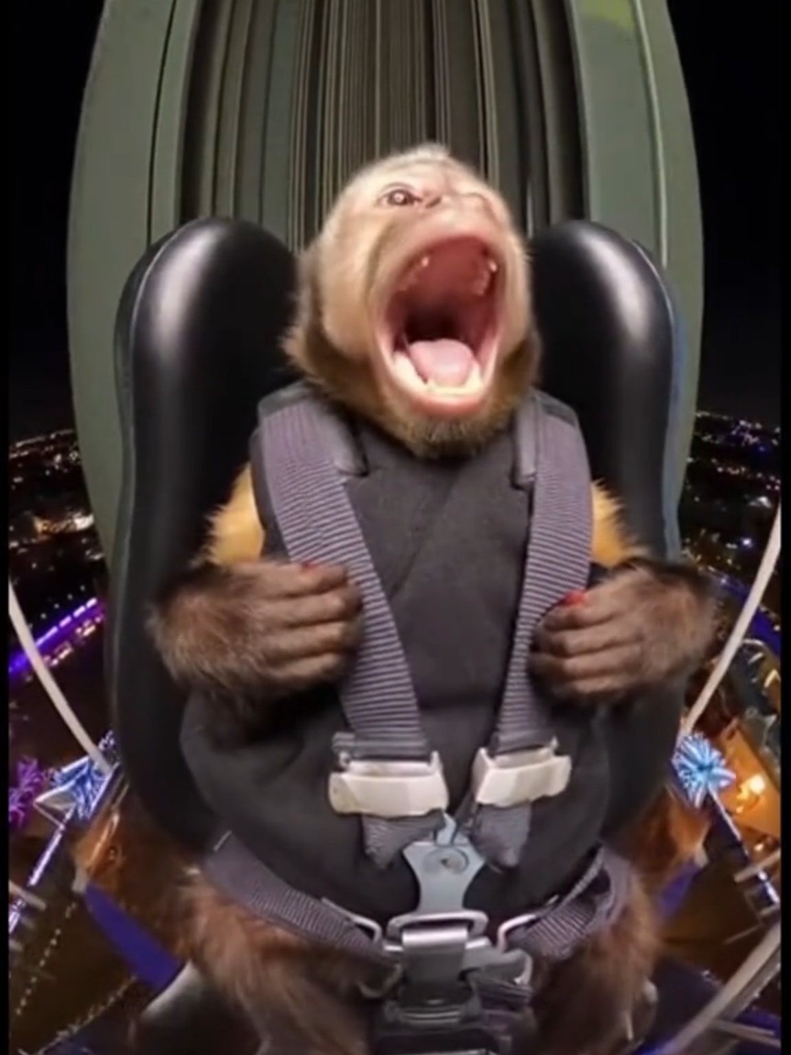 #animaistiktok #bigtower #viral #pet #funny #videosengracados #catlover #parrot #gatostiktok #lovepet #cam