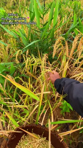 Đụ với 🌾 🌾🌾🌾🌾💪#xuhuong #xuhuongtiktok #Moi #thiennhien 
