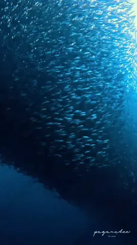 Just a school of tiny lolong fish glimmering, and somehow making time stop for a while. Because sometimes, diving really is the best escape from the noise above water. 🌊 Join me for upcoming trips: Nov 25 Maldives (full) Dec 25 Raja Ampat (3 spots left)  Apr 26 Anilao (Macro) Apr 26 Coron (Dugong Expedition) May 26 Komodo (Current Chasing) May 26 Maratua (Breathtaking Dives) Aug 26 Nusa Penida (Mola Mola Expedition) Aug 26 Tulamben (Macro) Oct 26 Banda Sea (Pelagics Expedition) Oct 26 Ambon (Macro) #pagandives #bobisland #scubadiving #underwaterlife #oceanlover #padiinstructor #letsdivetogether #mylifeyourdream #padicourses #divinglife #travelunderwater #seapixels 