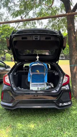 ya allah sopan banget ni burung, tetap merunduk lee 🥰 #kenarimaniaindonesia #kenarimania #kicaumaniaindonesia #senidankeindahankenari 