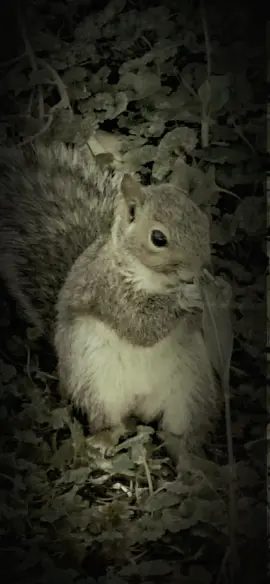 Sneaky, sneaky #AnimalLove #WildlifeRescue #squirrel #funny#fypシ 